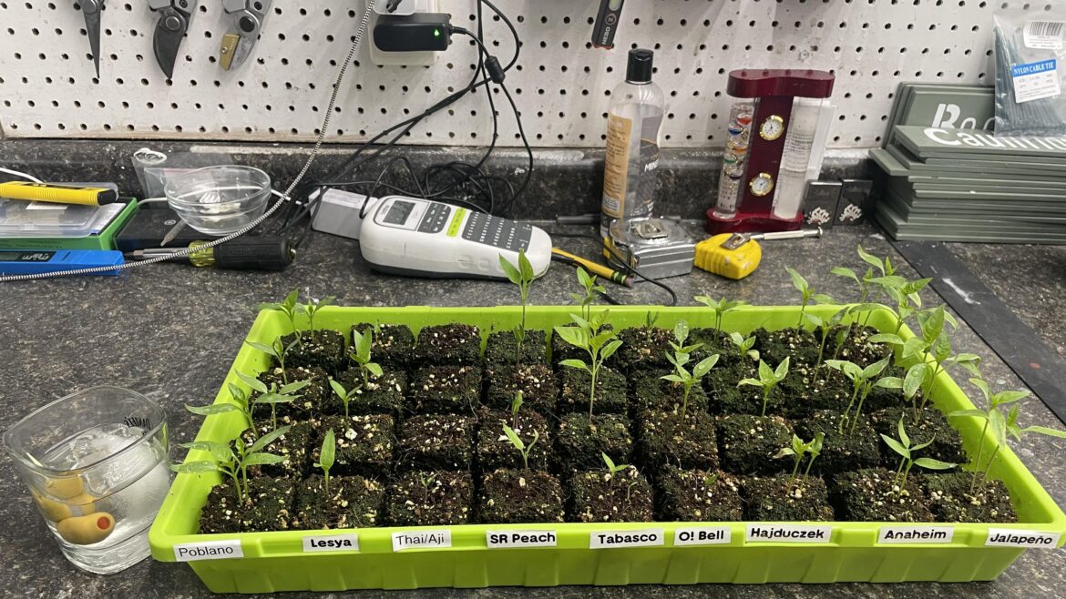 Happy pepper seedlings 🌱