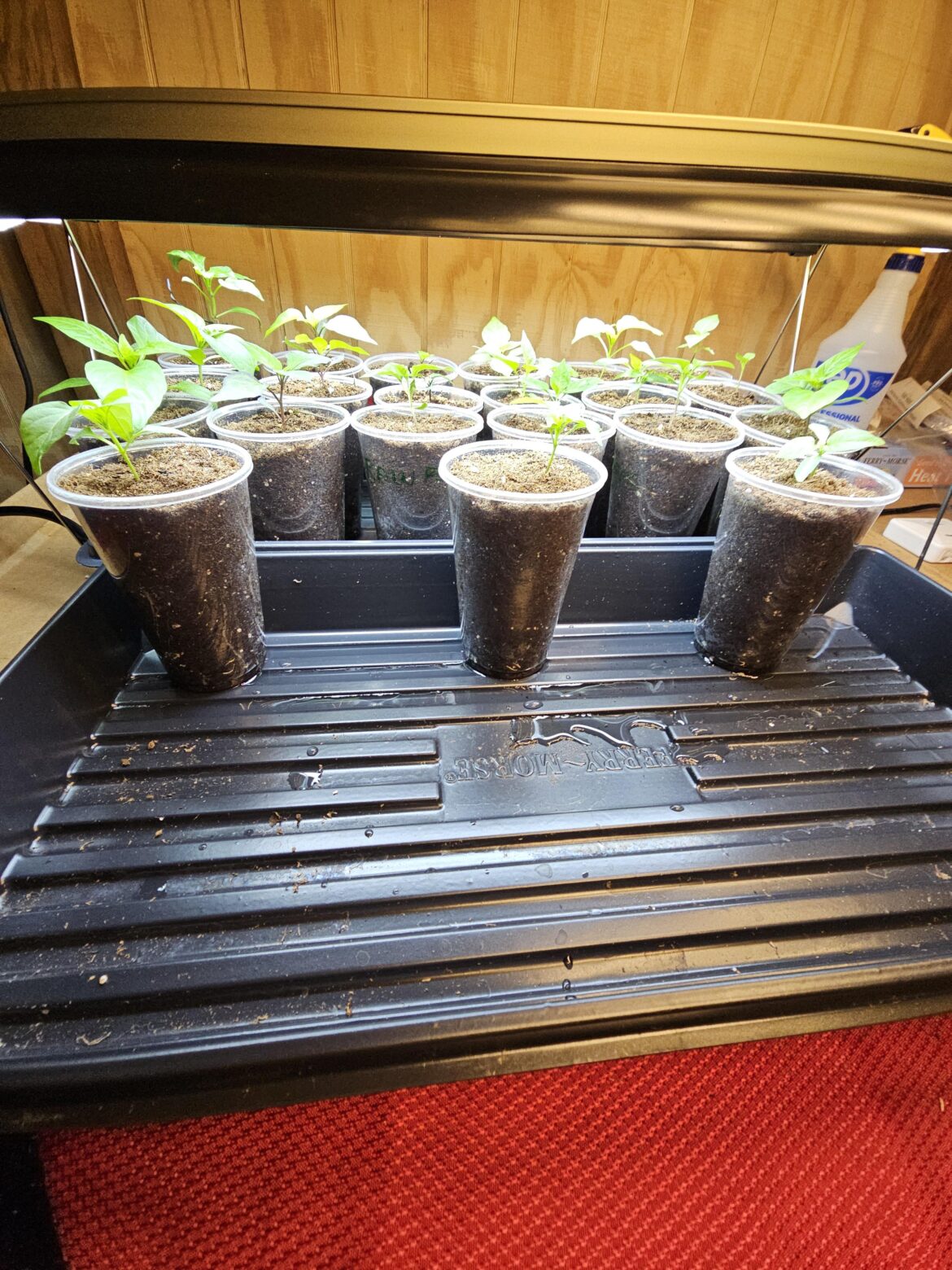 May the odds be in my favor