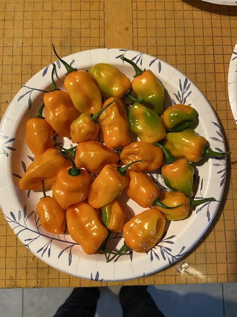 Reminiscing on last seasons harvest… I need spring NOW