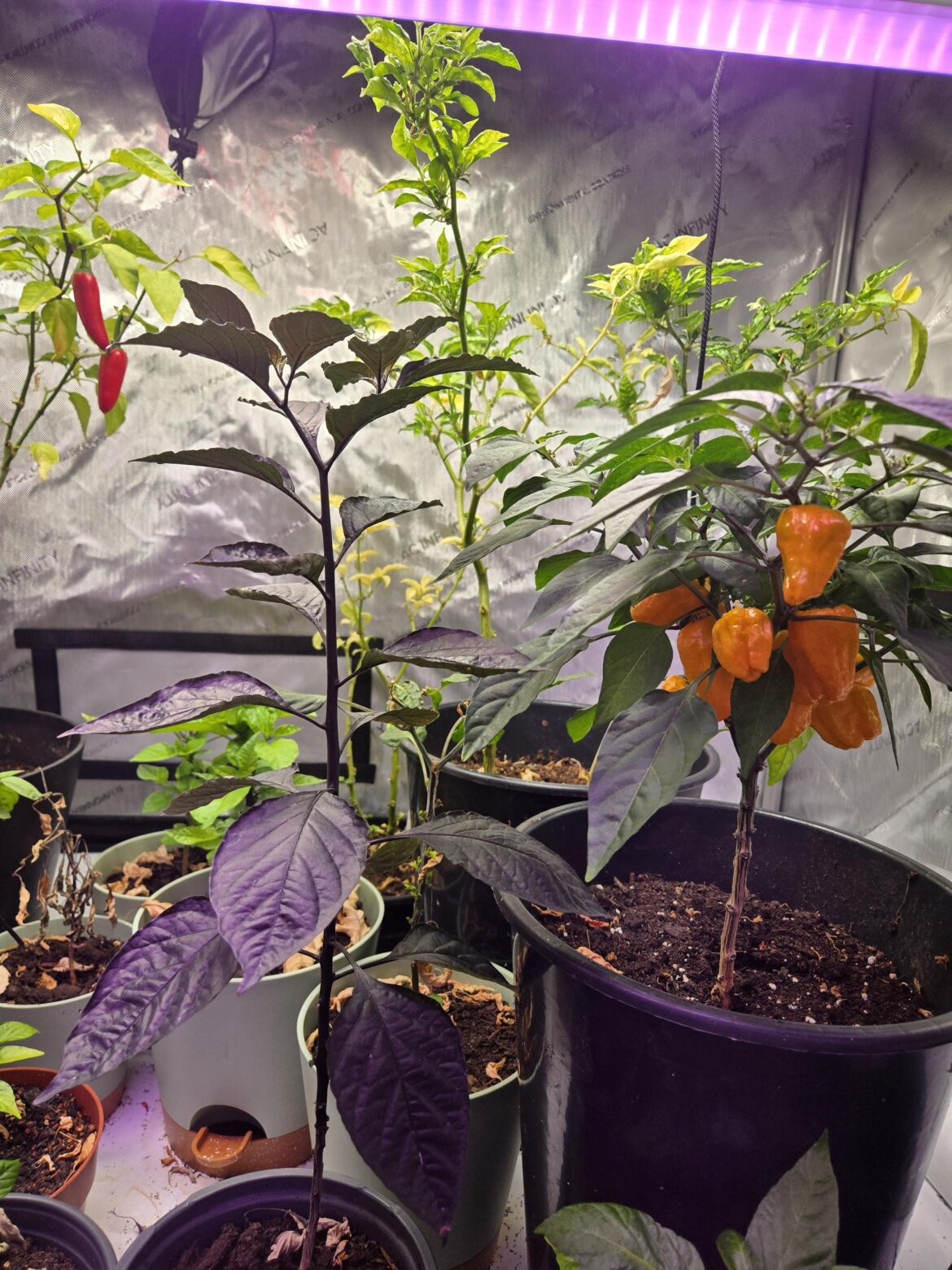 Pepper Identification