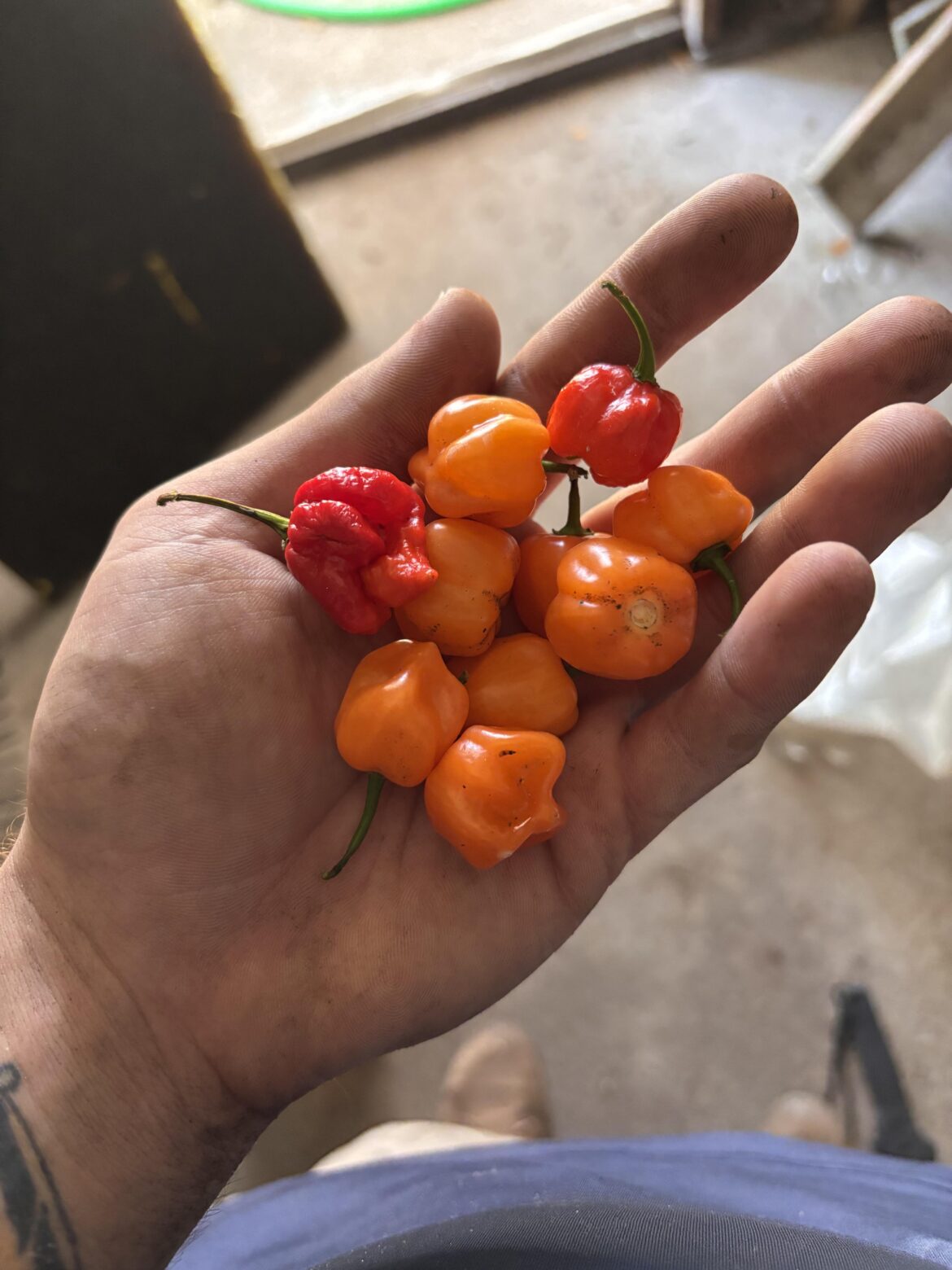 Winters Harvest Winters Harvest