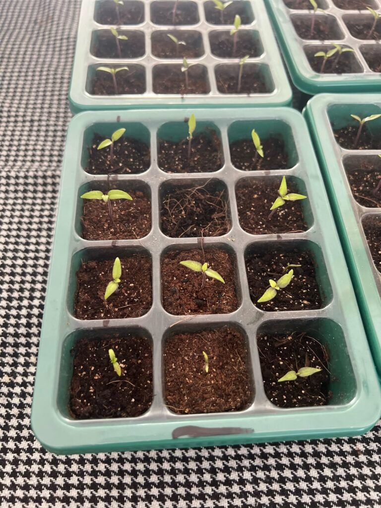 How do my reapers look