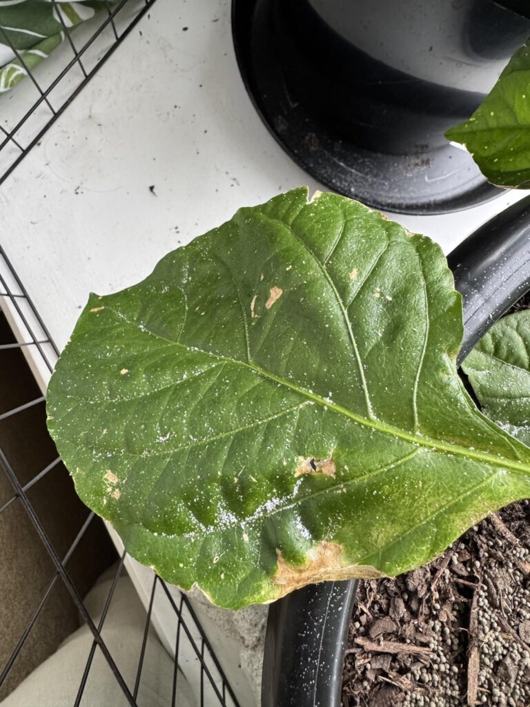 What is this white looking dust on my plants leaves?