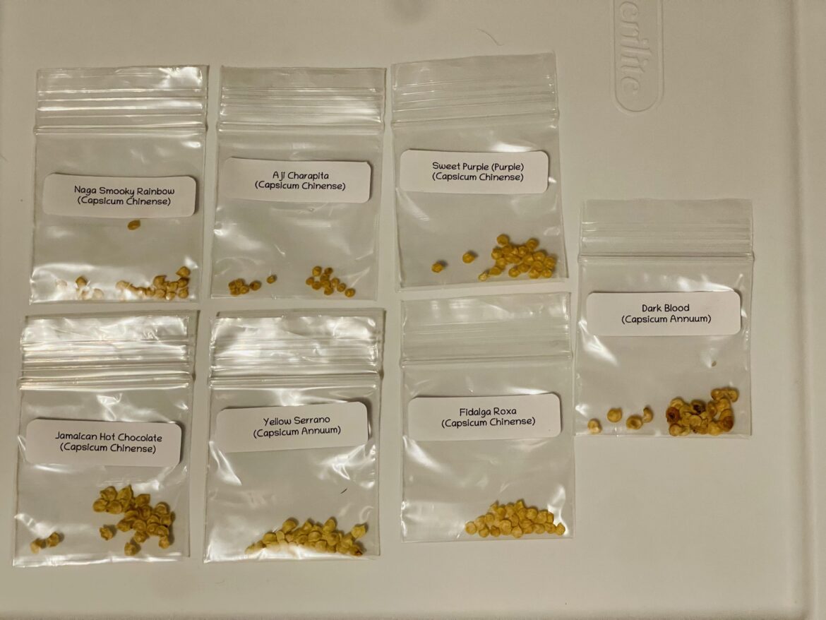 First time growing from seed lfg