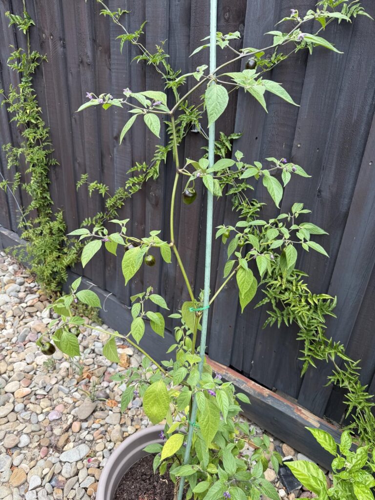 ID please!  Who is this tall boy?