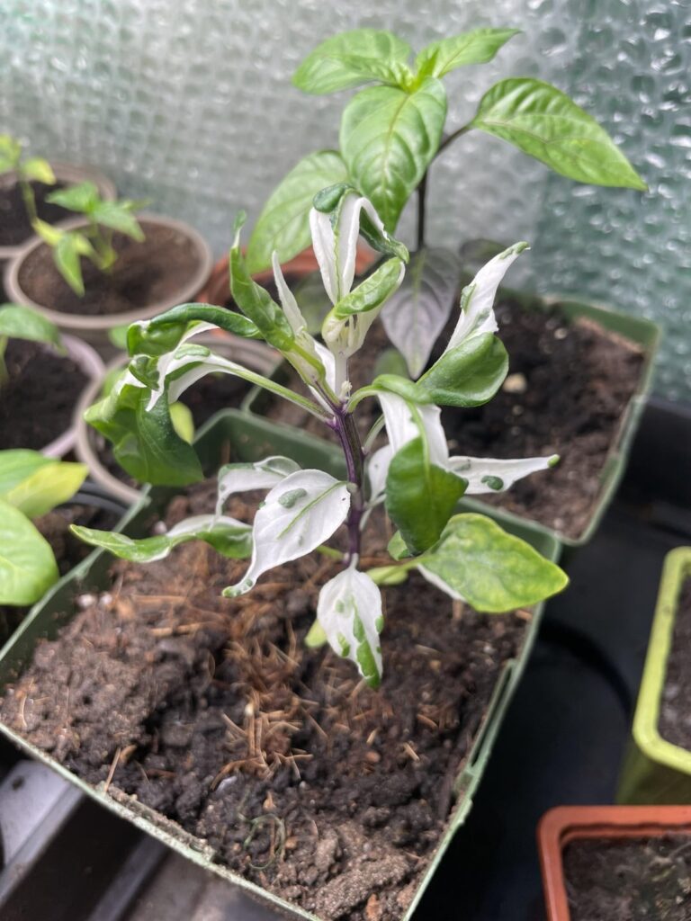 Mattepeno problems Mattepeno problems