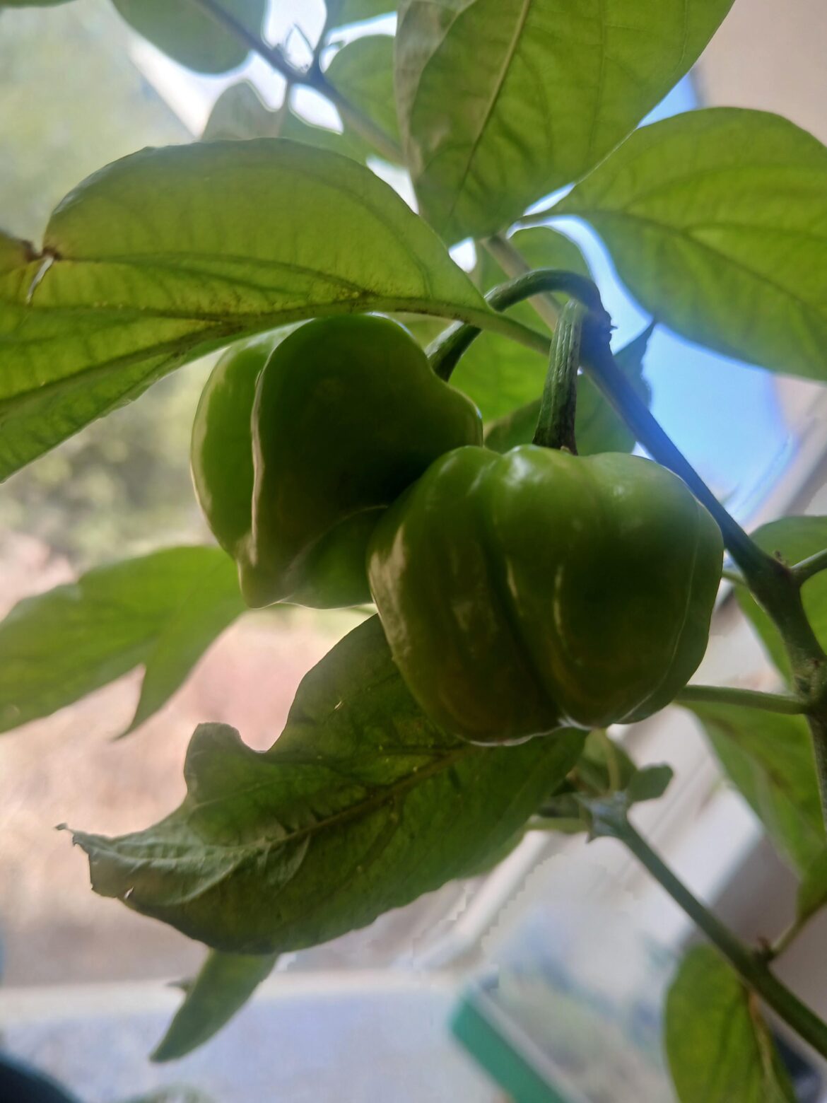 Habaneros not ripening. Habaneros not ripening.