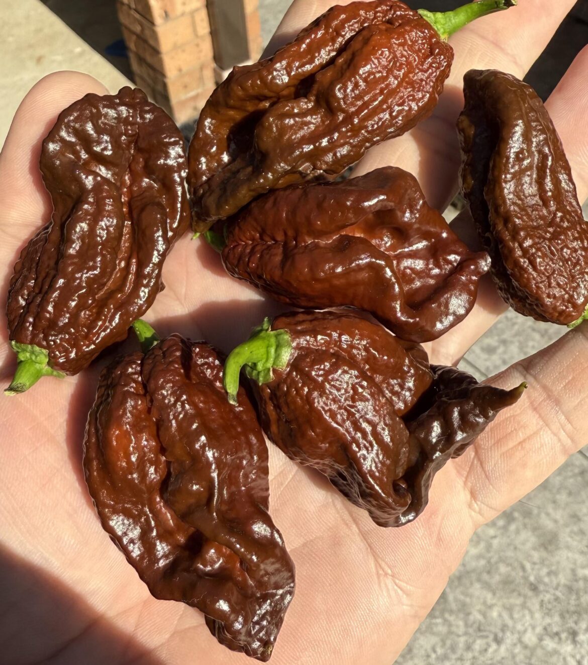 Ripened this week on one small bush.