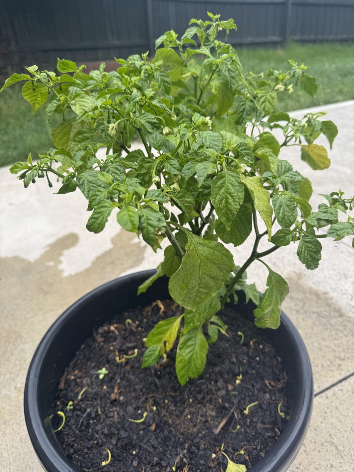 Why are all my flowers dropping off my pepper plant? Why are all my flowers dropping off my pepper plant?