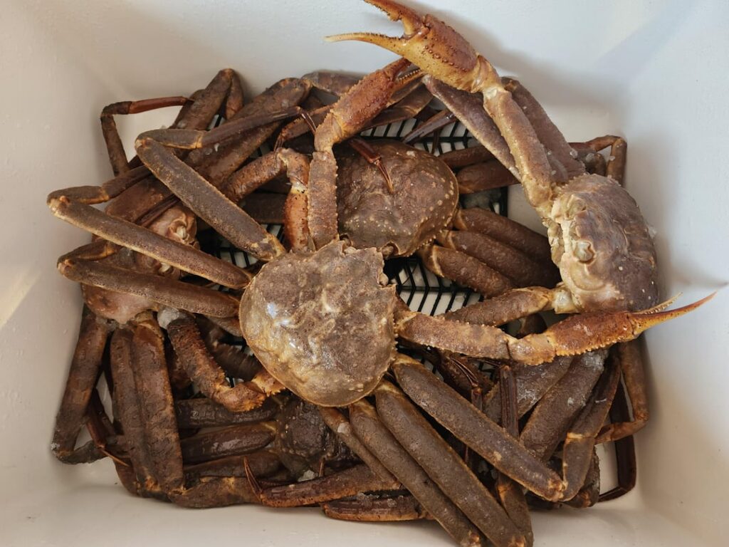 Fresh Crab