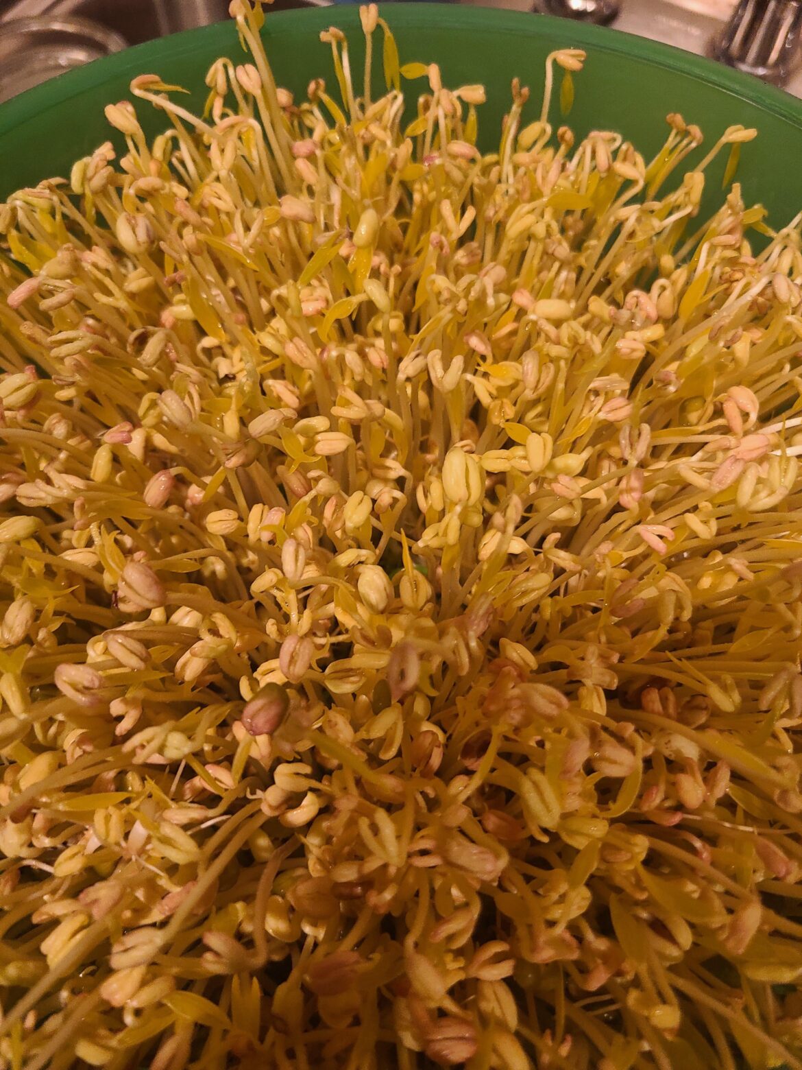 Why do my bean sprouts always grow with red ccolor?