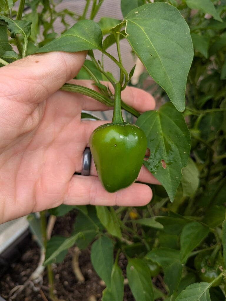 Do you guys know what these are?