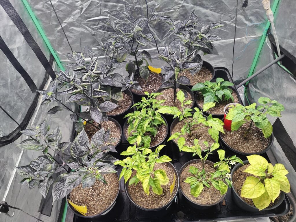 Can't get my peppers to produce or be happy.