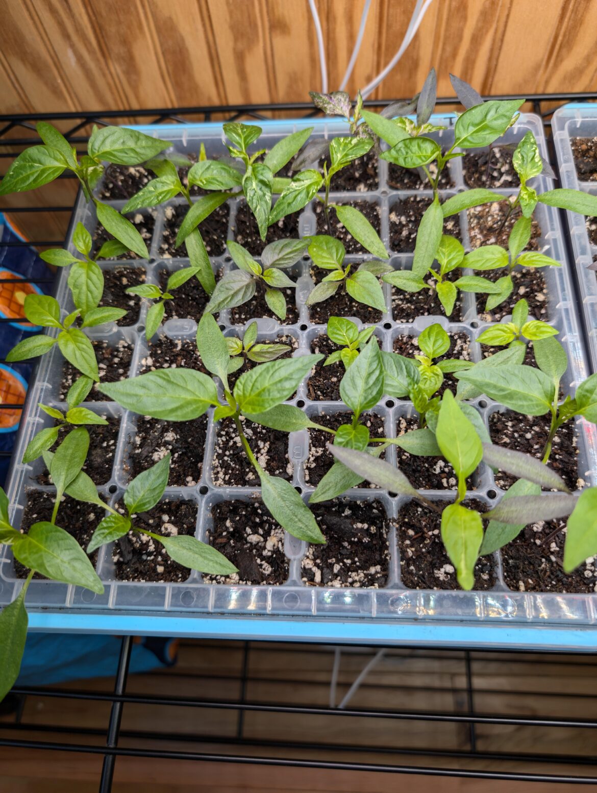 When should I transfer these seedlings to individual cups?