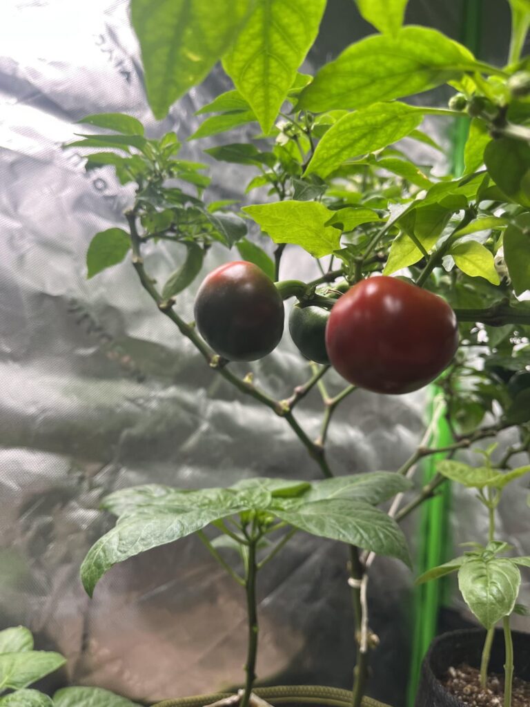 Capperino Cherry 🌶️
