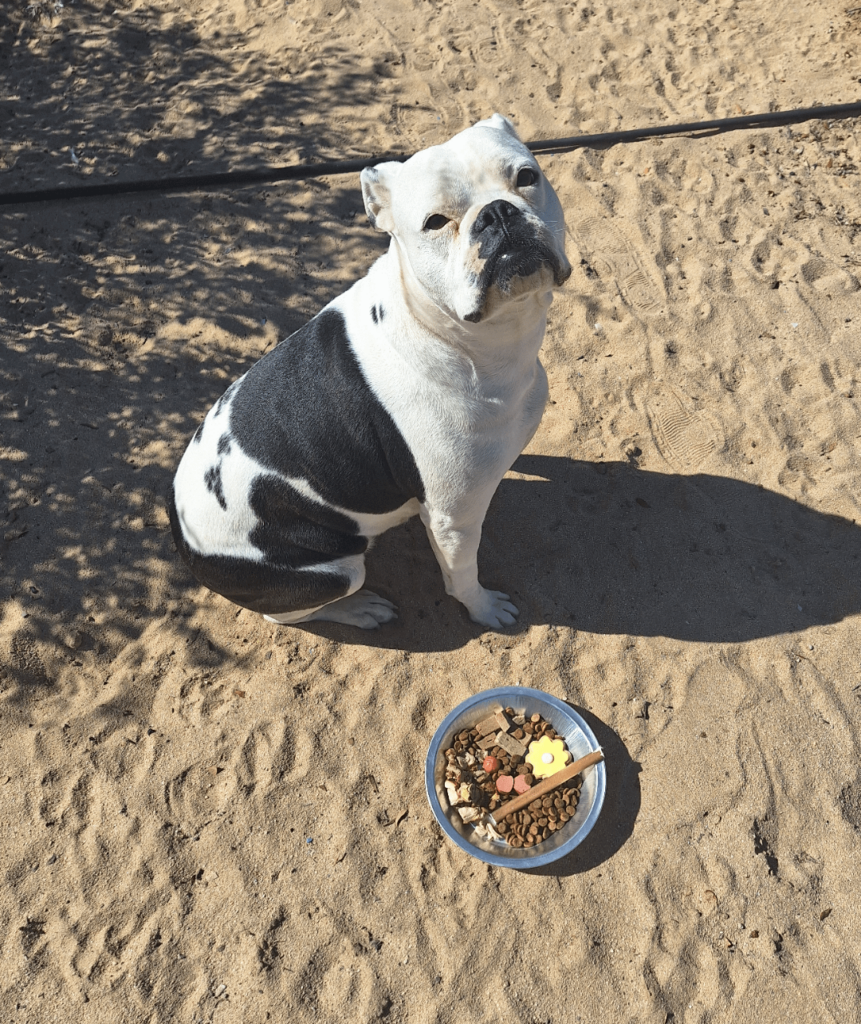 Doggy charcuterie for my pups' 4th birthday 🥳