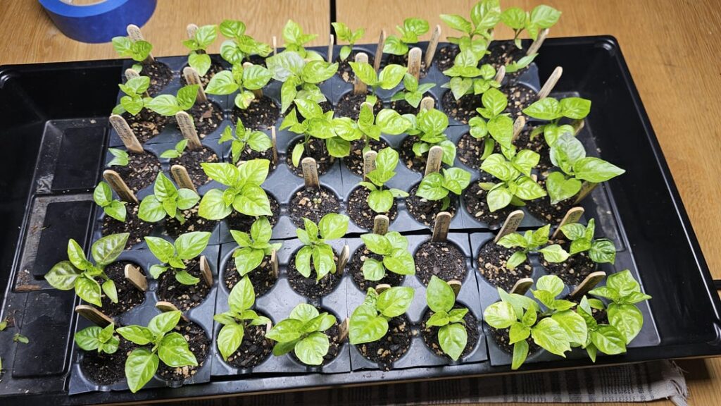 Ready to transplant? Ready to transplant?