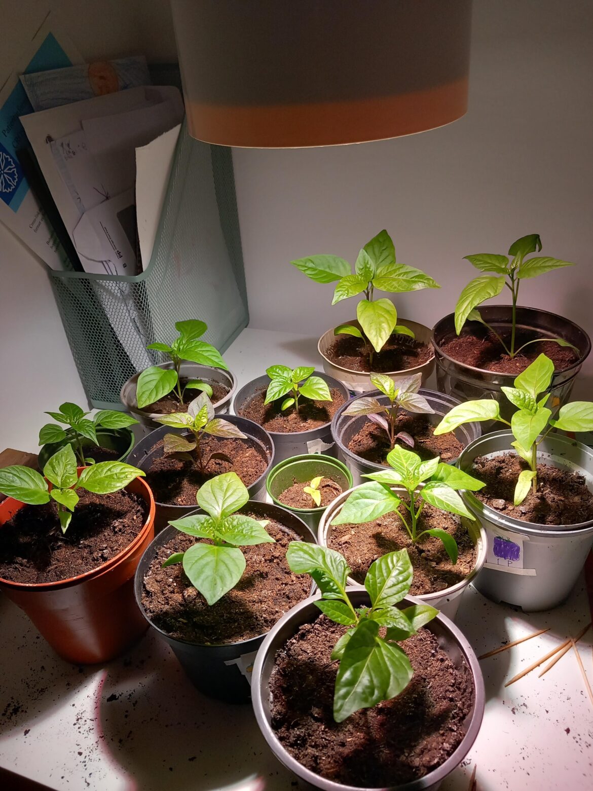 Peppers (both hot and not) coming along