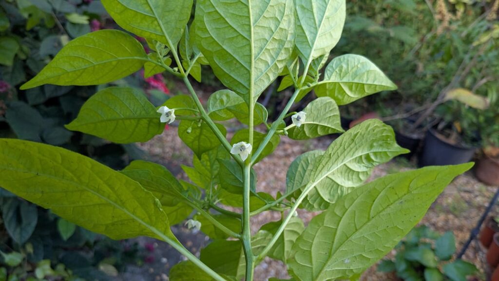 No fruit yet but flowers