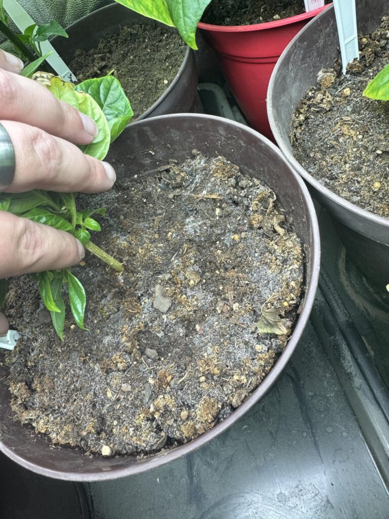 Advice on white mold Home-depot Garden spoil