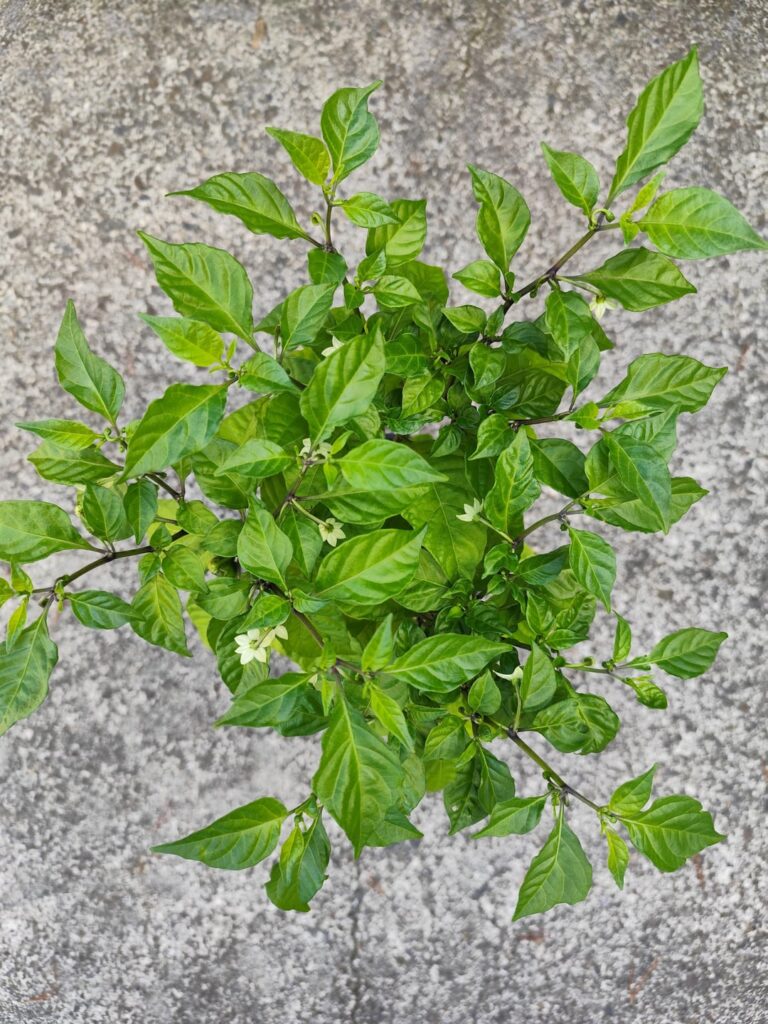 Reapers progress pic - feedback welcome