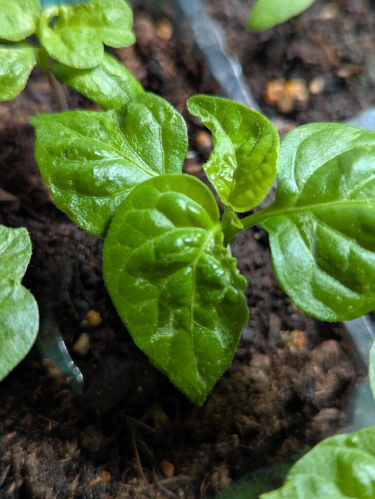 Is this healthy for my Carolina Reaper Pepper seedlings? Is this healthy for my Carolina Reaper Pepper seedlings?