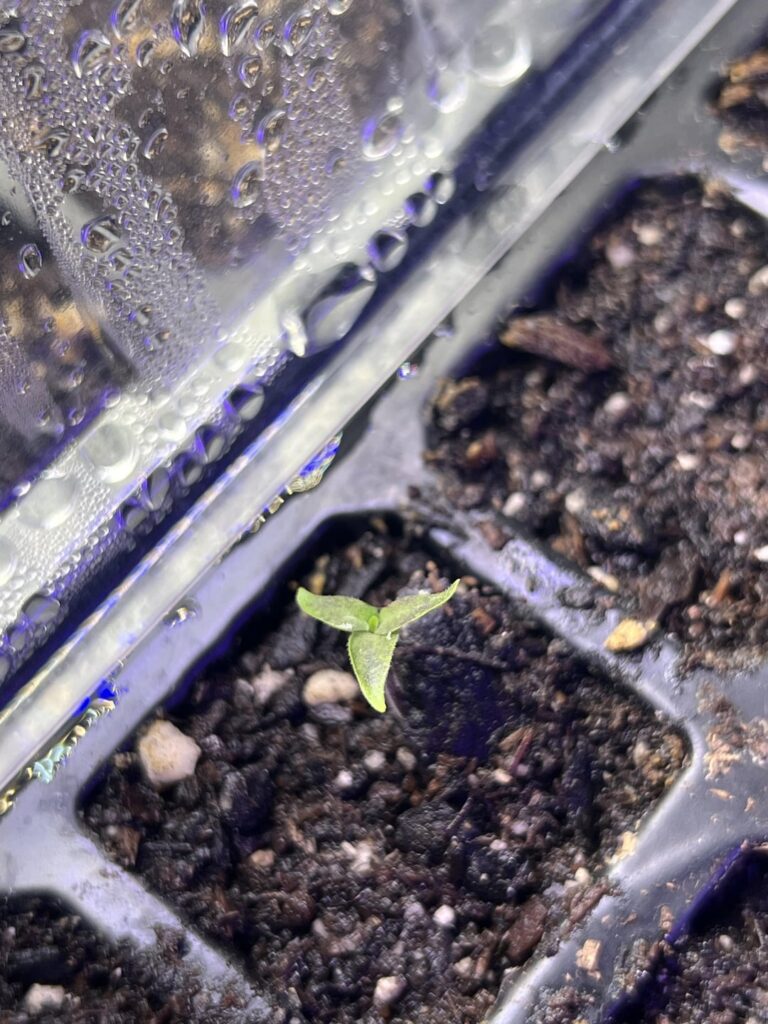 I heard we were posting pictures of triple cotyledons