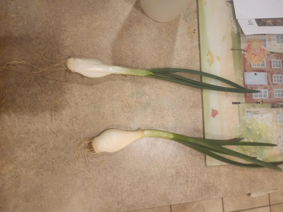 Split an onion, Too small for toothpick water starting?