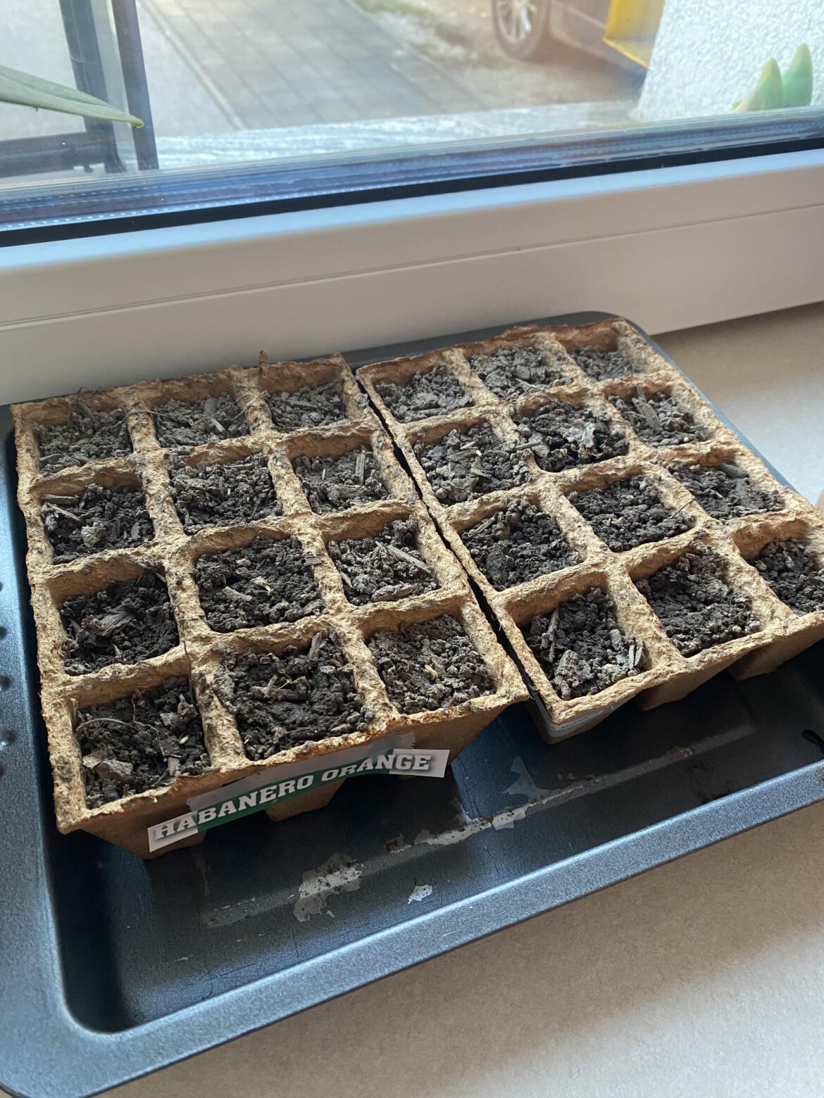 How often should I water?