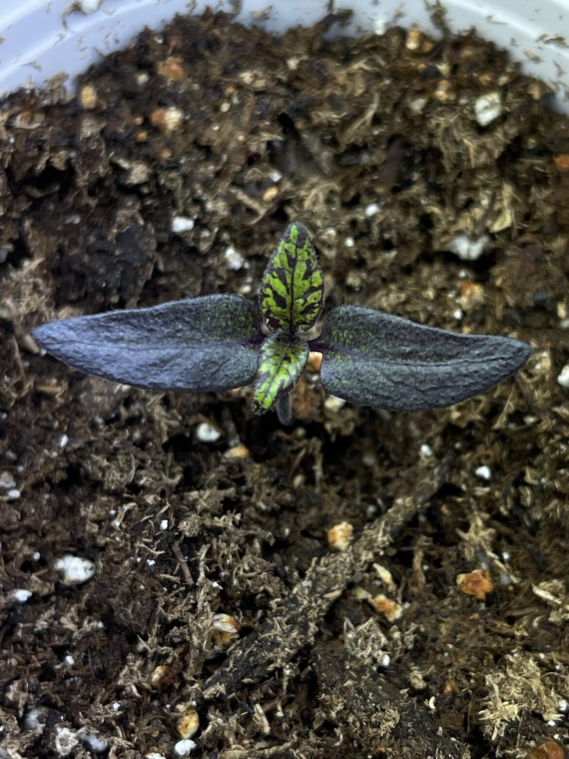Naga Smooky Rainbow Variegated Leaves? Surprised but excited