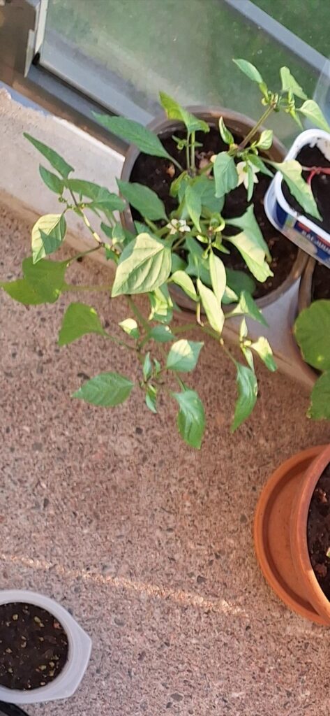 Help me identify this plant. I initially though that it was a jalapeño, but then the fruit turned yellow