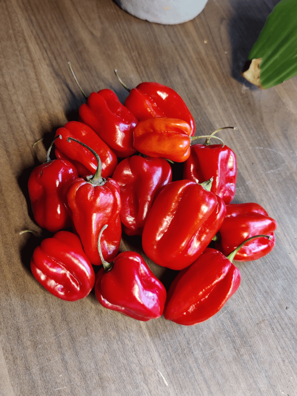 Beautiful Habanero.. Almost a shame to make them in to hot sauce..