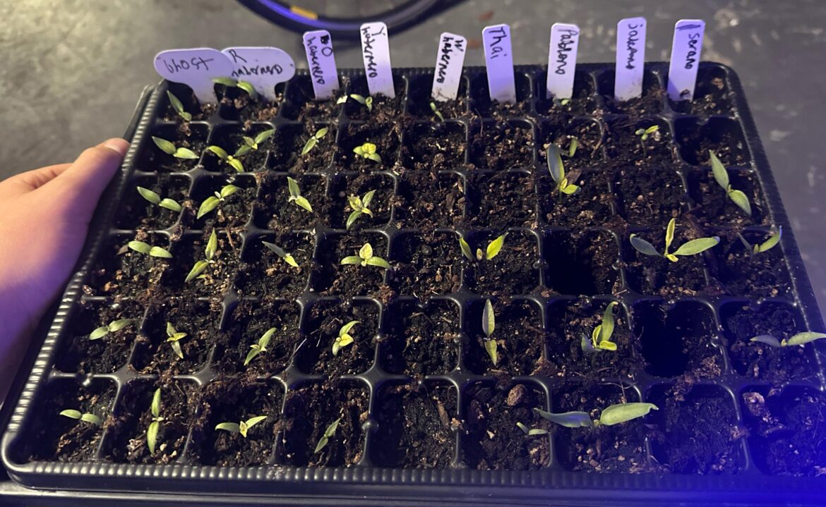 Need everyone's input on how to get thicker leaves (transplanting soon need more solo cups)