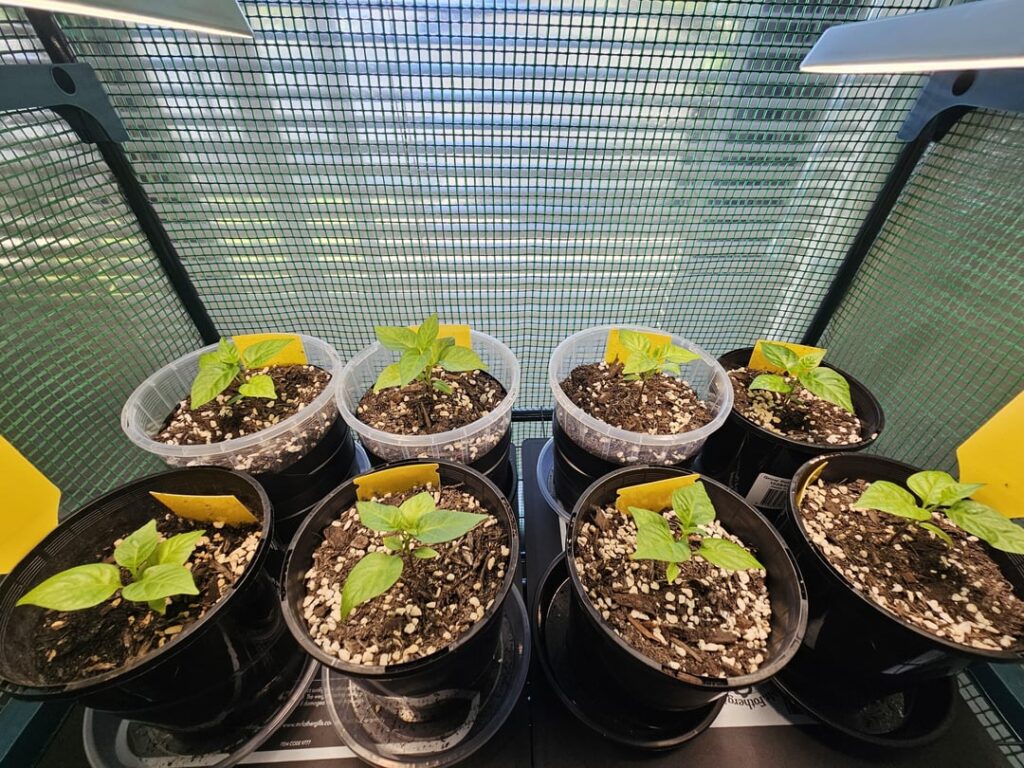 When would you up pot? And how are my reapers looking?