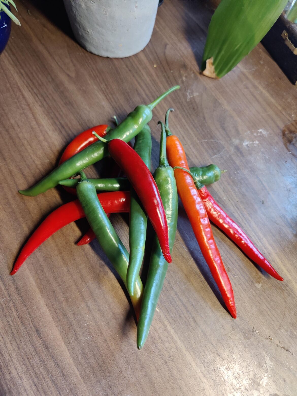 Beautiful Cayenne. Gonna be hung up, to dry today.