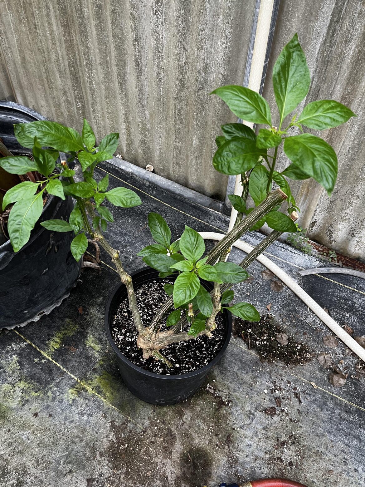 My 3 year old Ghost Pepper starting to sprout leaves. I dig my peppers out before winter every year, and store them in a greenhouse. Feel free to ask any questions if you’re curious about my method!