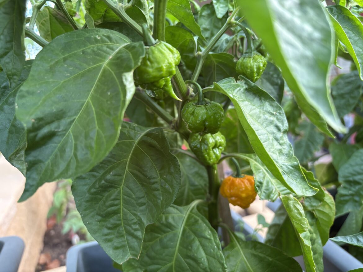 Jalapeños almost ready :)