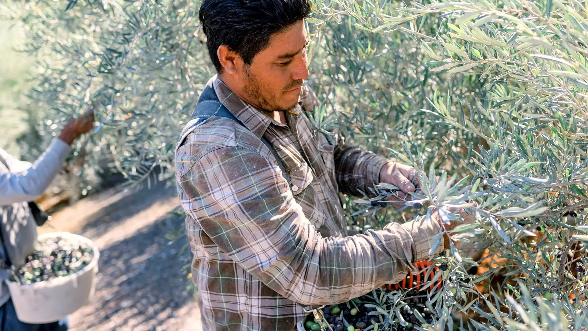 profiles-the-best-olive-oils-production-north-america-how-resilience-and-passion-drive-a-boutique-california-producer-olive-oil-times