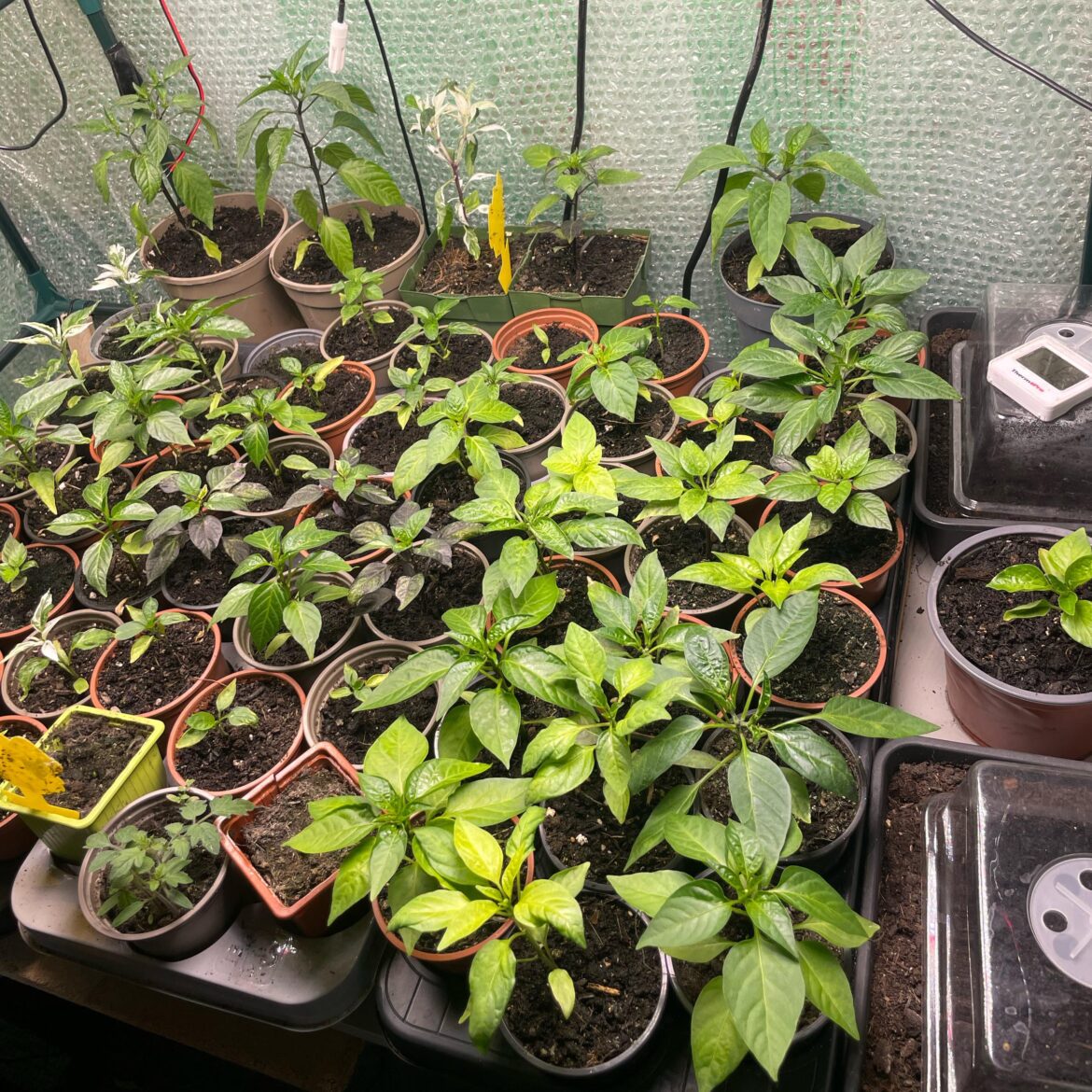 Mycorrhizal fungi really does work Mycorrhizal fungi really does work