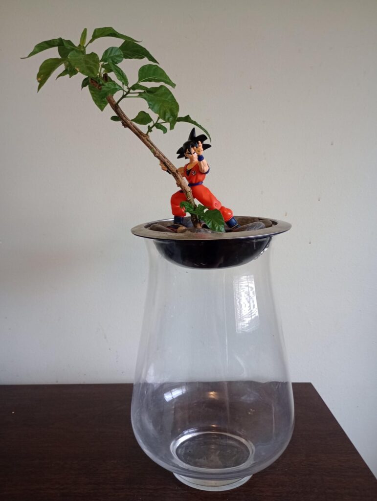 !!! Ghost Pepper Bonchi  !!!