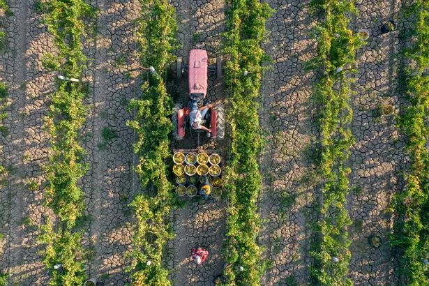 Spanish growers are reporting a much higher yield this year