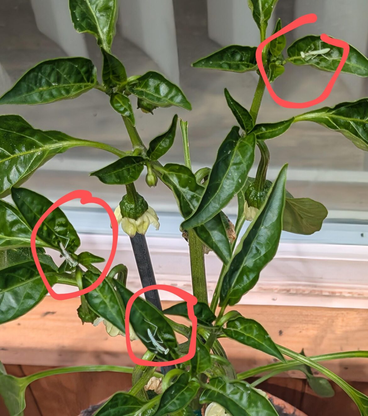 My Poblano (is this even a Hot Pepper?) is under 24/7 guard.