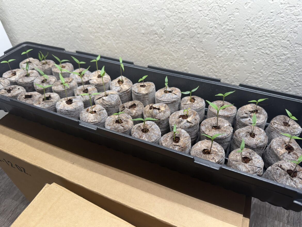 Rate my Seedlings