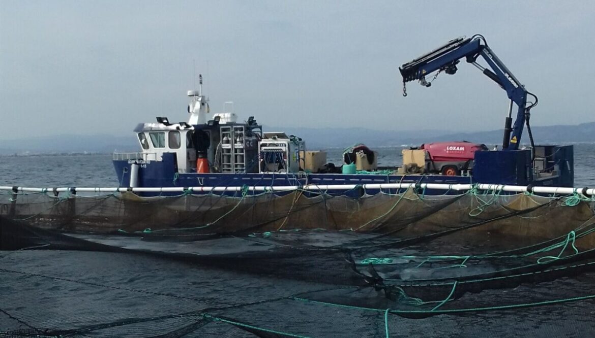 Mediterranean fish farms modernise and grow Mediterranean fish farms modernise and grow