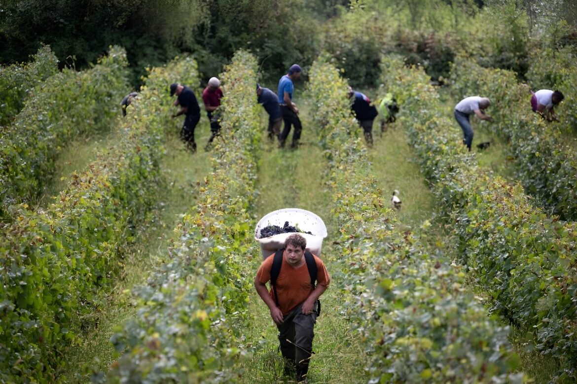 Bad weather slashes wine harvest in France's Jura