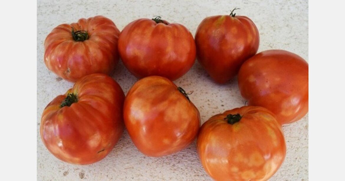 French Food Safety Agency warns of 'new' ToBFV tomato virus
