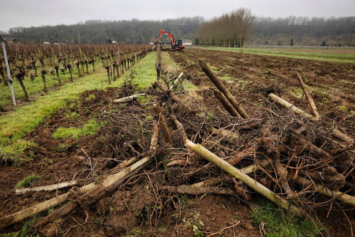 Drop in wine consumption is reshaping French vineyards