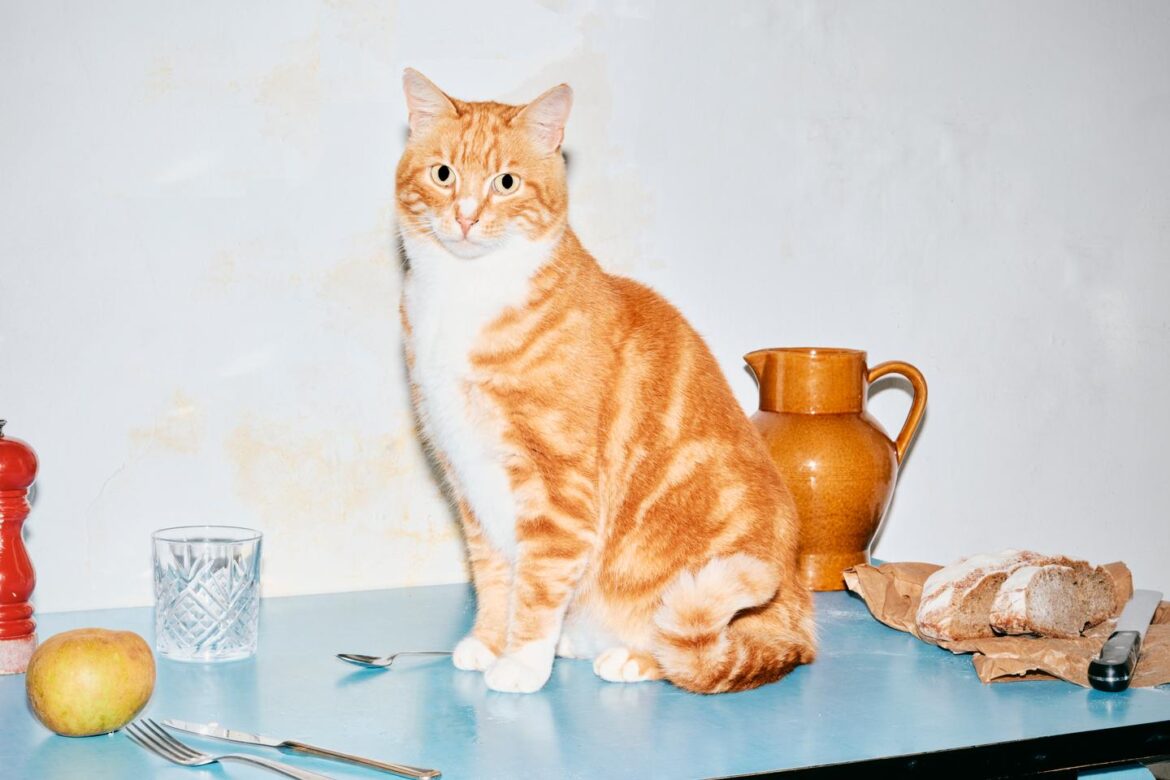 Is eating cats and dogs worse than the French eating rabbits with mustard?