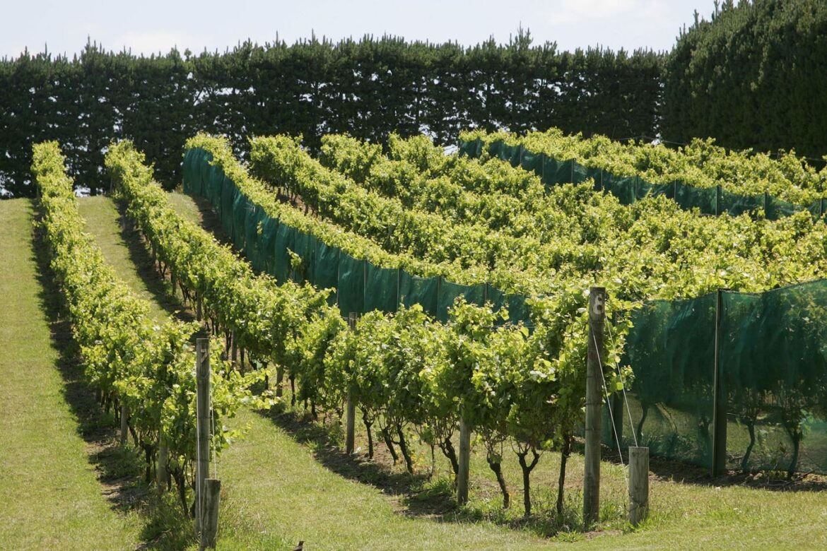 Planning The Perfect Wine Trip To Waiheke Island, New Zealand Planning The Perfect Wine Trip To Waiheke Island, New Zealand