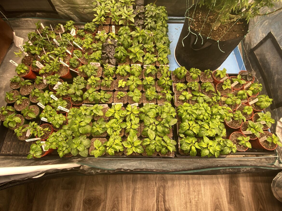 Definitely grew too many! Definitely grew too many!